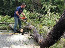 Best Lawn Dethatching  in Shakopee, MN