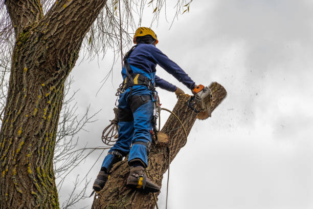  Shakopee, MN Tree Services Pros