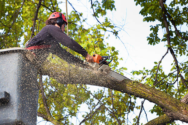 Best Palm Tree Trimming  in Shakopee, MN